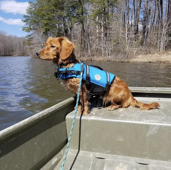 dog sitting on a small boat with a life best, trees in the background